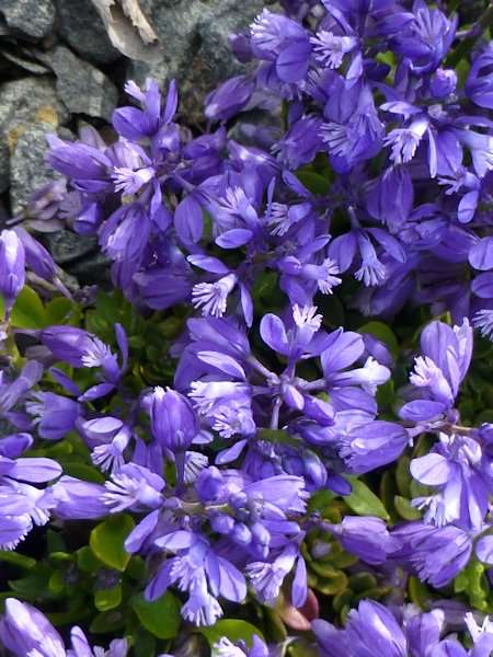 Polygala calcarea 'Lillet' photo